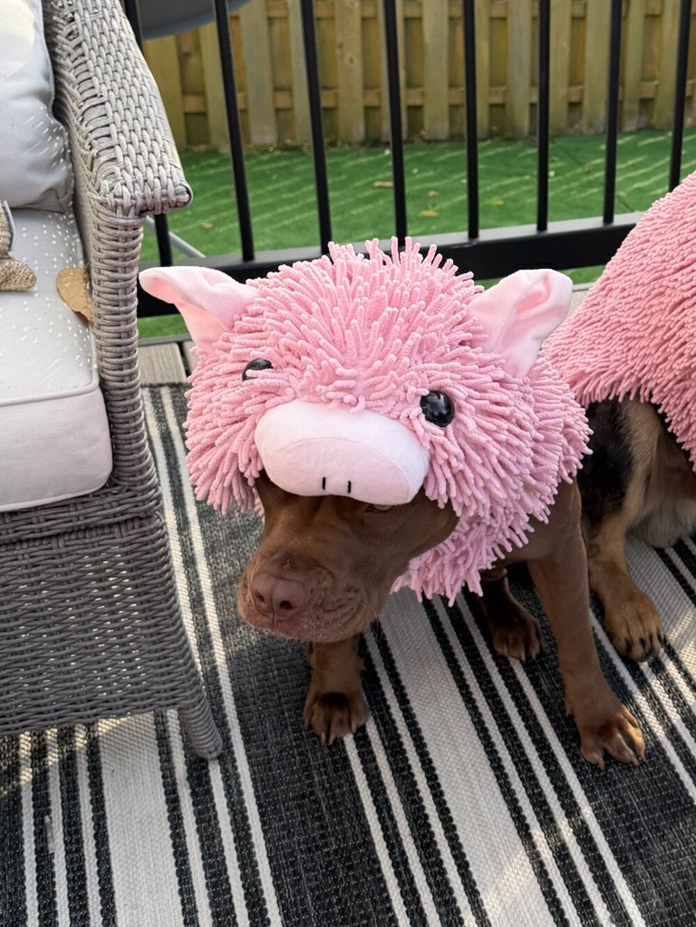 Spooky Night Plush Pig Costume for Dogs XL